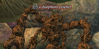 A sharpthorn prophet