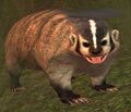 Race badger.jpg