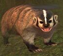 A woodland badger