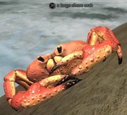 A large shore crab