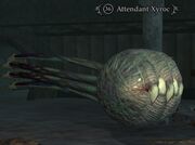 Attendant Xyroc
