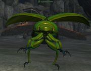 Granite beetle