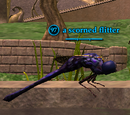 A scorned flitter