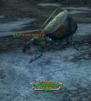 A cave locust