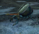 A cave locust