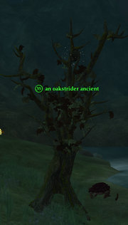 An oakstrider ancient