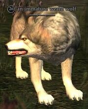 An immature weald wolf