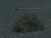 A young anemone