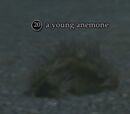A young anemone