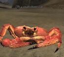 A small shore crab