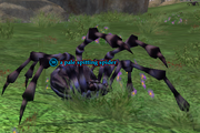 A pale spitting spider