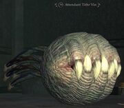 Attendant Tithr'Vin