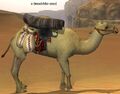 A dunestrider camel.jpg