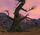 The Shadowed Grove