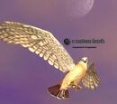 A mature hawk