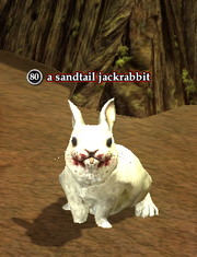 A sandtail jackrabbit (Zek)