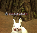 A sandtail jackrabbit (Zek)