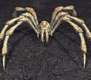 A nek crawler