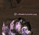 A Drakkel prowler pup
