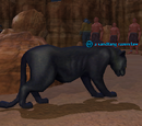 A sandfang razorclaw (solo)
