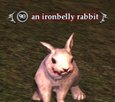 An ironbelly rabbit (Antonica)
