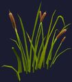 Cattails (Visible).jpg