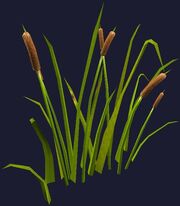 Cattails (Visible)
