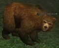 A haze kodiak cub.jpg