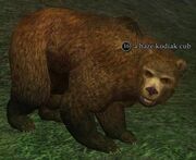 A haze kodiak cub