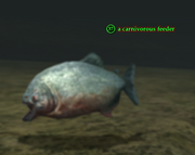 A carnivorous feeder