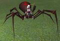 Race drachnid.jpg