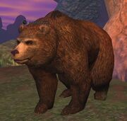 A wild bear