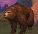 A wild bear