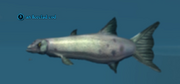An Iceclad cod