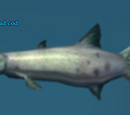 An Iceclad cod