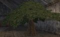 Faydwer oak tree (Visible).jpg