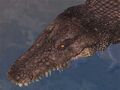 Race crocodile.jpg