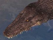 Race crocodile