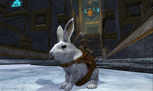 Halasianhare
