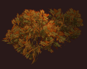 Autumnal Shrub (Visible)