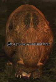 Young woodland bear
