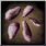 Icon seeds 01 (Legendary)