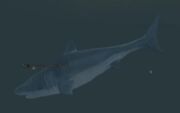 A frenzied whale shark