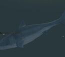 A frenzied whale shark