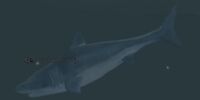 A frenzied whale shark
