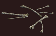 Scattered Bone Pile (Visible)
