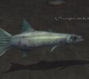 A slightly smelly fish