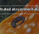 A frustrated shrumbler hatchling