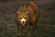 Young woodland kodiak