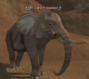 A desert loxodont